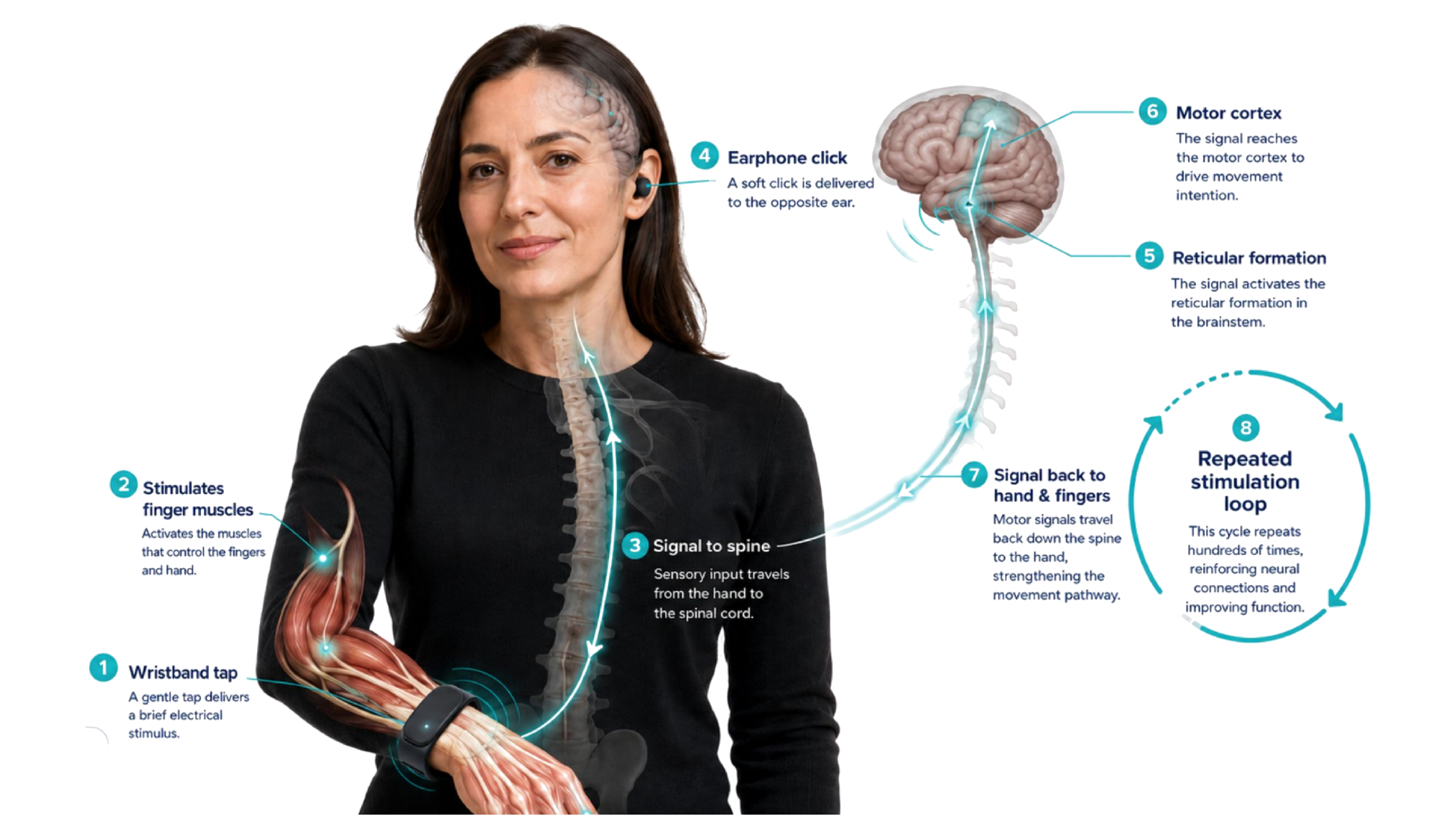 June's Rewire, Retrain, Restore stimulation loop — wristband tap, earphone click, and the neural pathway back to the hand.